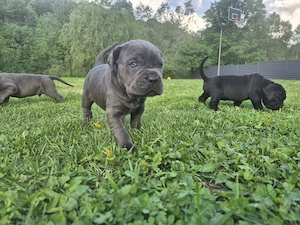 Catei cane corso blue si black - imagine 2
