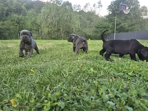 Catei cane corso blue si black - imagine 3