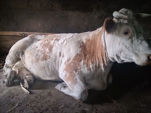 Vând vacă bălţată tânără şi frumoasă ,bună de lapte cu viţel la picior de aproximativ 3 luni. BT. - imagine 3