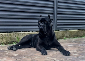 Catei cane corso blue si black - imagine 4