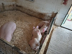 porci de vanzare