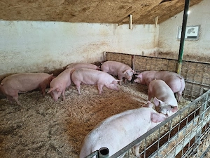 porci de vanzare - imagine 2