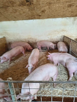 porci de vanzare - imagine 5