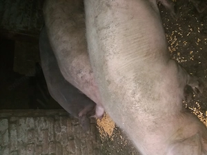 3porci de vanzare