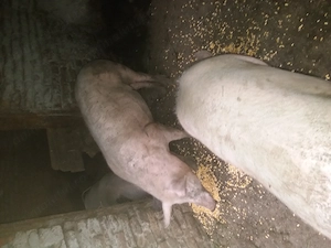 3porci de vanzare - imagine 5
