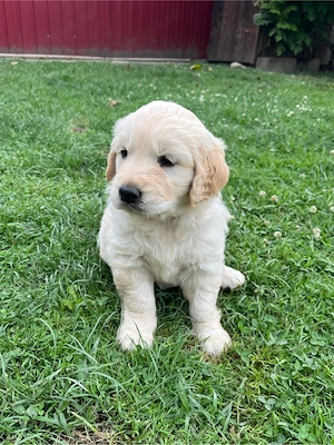 Cățeluşi Golden Retriever - imagine 4
