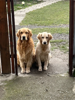Cățeluşi Golden Retriever - imagine 3