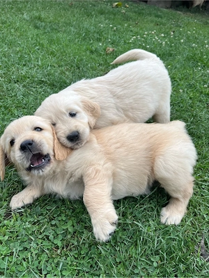Cățeluşi Golden Retriever - imagine 2