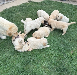 Cățeluşi Golden Retriever