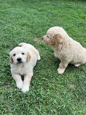Cățeluşi Golden Retriever - imagine 5