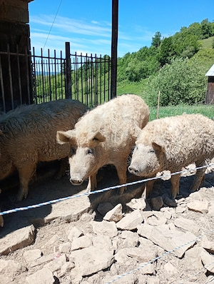 Scroafă gestantă Mangalița 