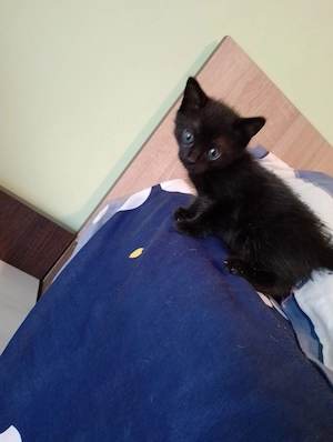 Spre adopție Fetiță și băiețel frățiori ! - imagine 2