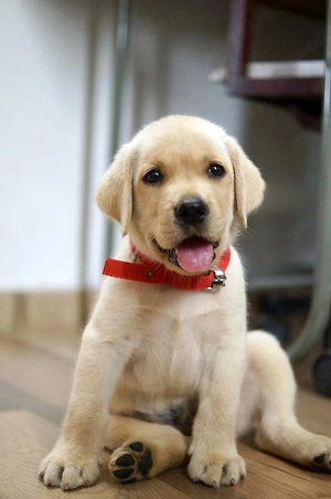 Labrador  retriever puișori - imagine 3