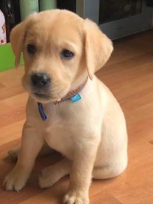 Labrador  retriever puișori - imagine 2