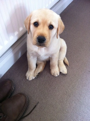 Labrador  retriever puișori - imagine 4