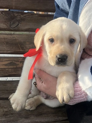 Labrador retriever puiuți superbi  - imagine 4