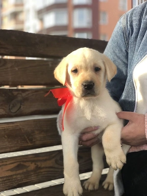 Labrador retriever puiuți superbi  - imagine 3