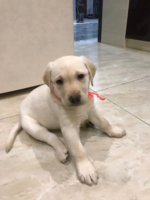 Labrador retriever puiuți superbi  - imagine 2