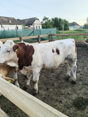 2 tauri si 1 vitea
