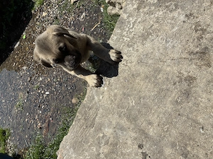 Cane corso 