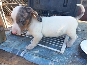 Căței Teckel arelchin    merle ( tekel,techel,teckal,dachshund) - imagine 5