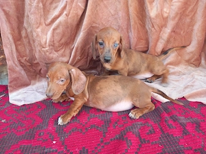 Căței Teckel arelchin    merle ( tekel,techel,teckal,dachshund) - imagine 2