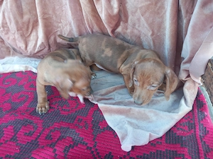 Căței Teckel arelchin    merle ( tekel,techel,teckal,dachshund) - imagine 3