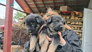 Pui ciobanesc german