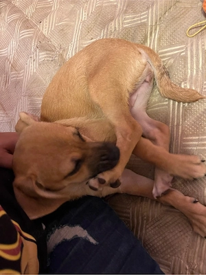 vand catel adorabil si gata sa aduca zambete pe buze  - imagine 4