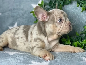 bulldog francez isabela - imagine 4