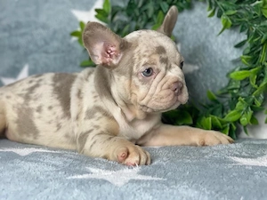 bulldog francez isabela - imagine 2