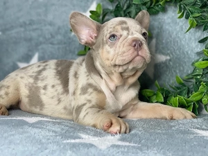 bulldog francez isabela - imagine 3