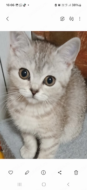 Puiuti pisica british & scotish shorthair iubitori și jucausi  își cauta familii iubitoare!