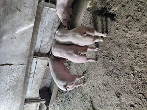 Porci de vanzare rasa Landras - imagine 2