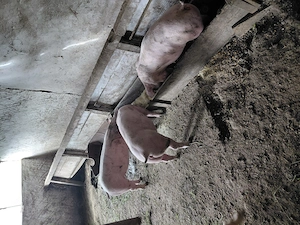 Porci de vanzare rasa Landras