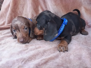 Căței Teckel arelchin    merle ( tekel,techel,teckal,dachshund) - imagine 4