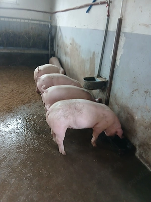 porci de vânzare  - imagine 2