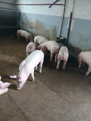 porci de vânzare  - imagine 3