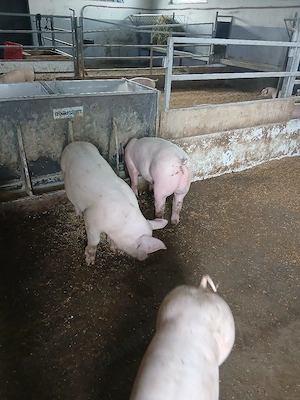 purcei si porci mari  - imagine 5