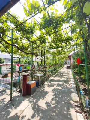 CASA  POIANA | PANOURI SOLARE | TEREN 800 MP - imagine 5