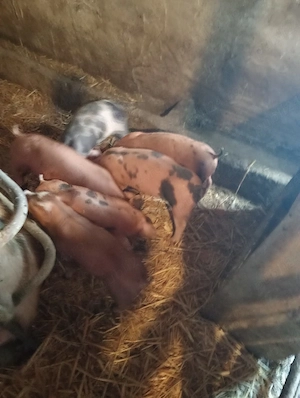 vând purcei rasa de carne duroc x pietrain 