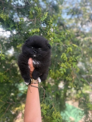 pomeranian