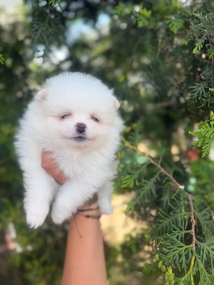 pomeranian cu pedigree - imagine 3