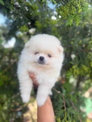 pomeranian cu pedigree