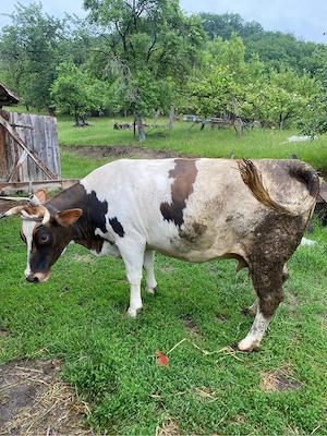 vaca gestanta - imagine 2