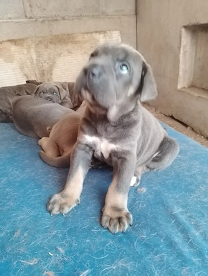 Căței Cane Corso, gri și formentino - imagine 2