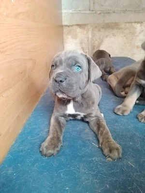 Căței Cane Corso, gri și formentino - imagine 4