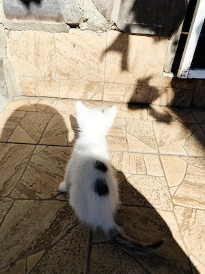 Pisicuța pentru adopție  - imagine 3