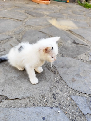 Pisicuța pentru adopție  - imagine 4
