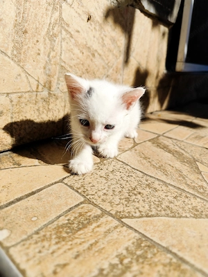 Pisicuța pentru adopție  - imagine 5
